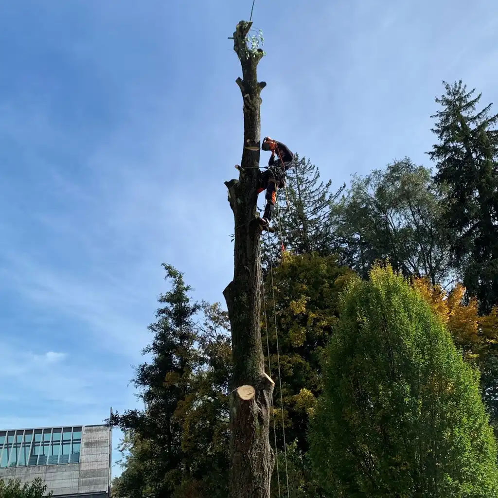 Baumfällungen Baumfällungen