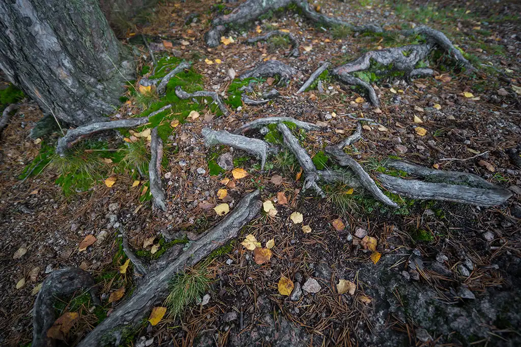 Baumwurzeln untersuchen Baumwurzeln untersuchen