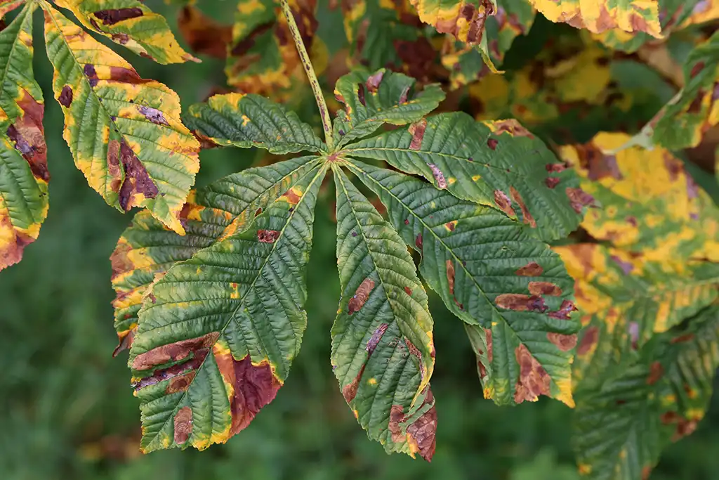 Diagnose von Baumkrankheiten Diagnose von Baumkrankheiten