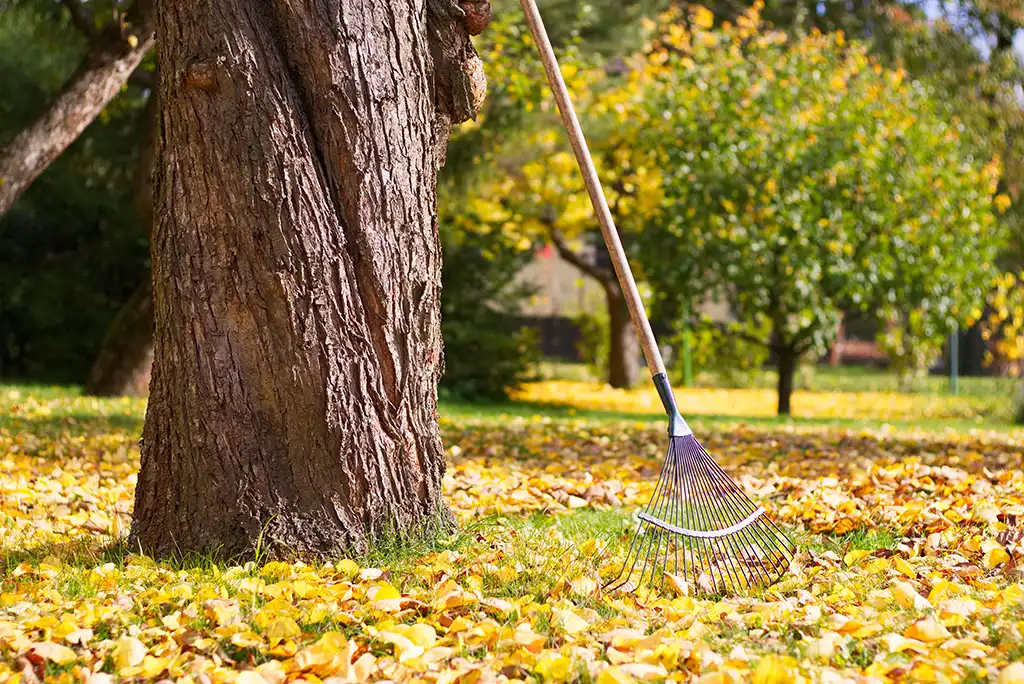 Frühzeitige Erkennung von Schäden am Baum Frühzeitige Erkennung von Schäden am Baum