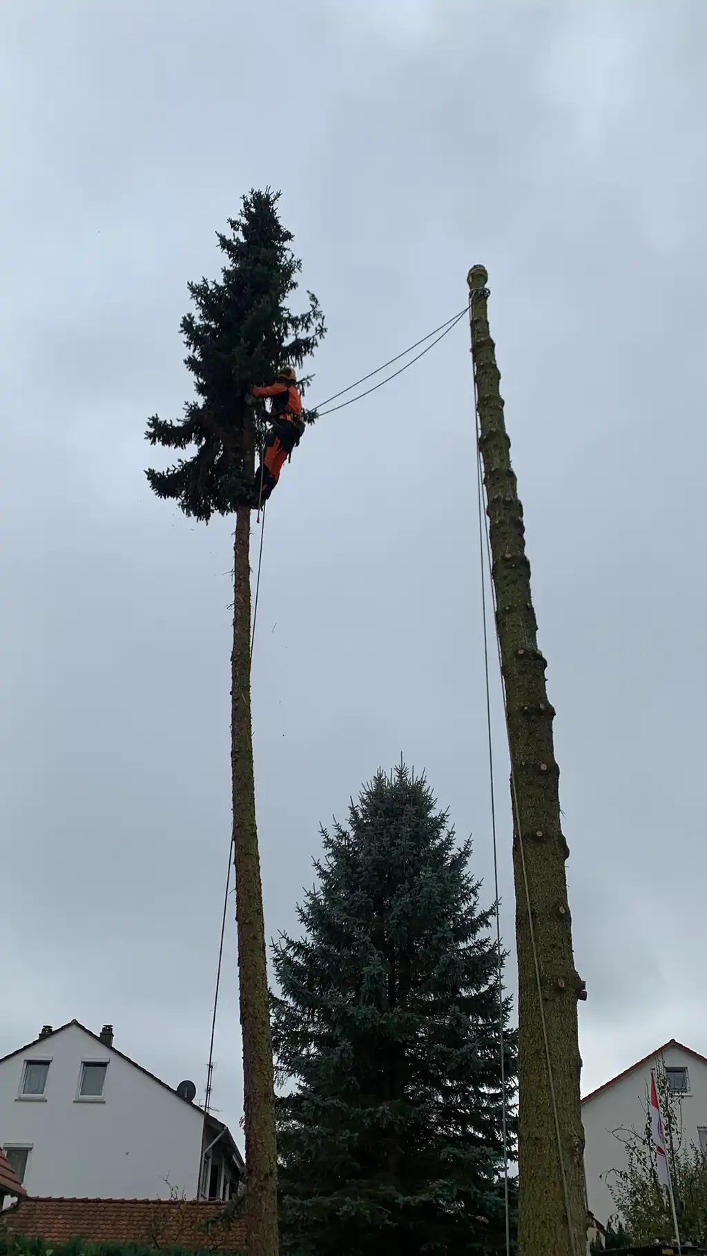 Sichere Fällungen