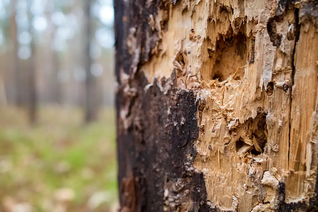 Spuren von Schädlingen an einem Baum Spuren von Schädlingen an einem Baum